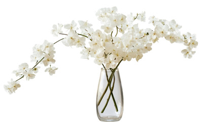 Obraz premium Single white flower stalk arranged in transparent glass vase on white background 