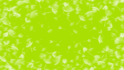 風に舞うバラモンジンの種、ナチュラルなふわふわパターン