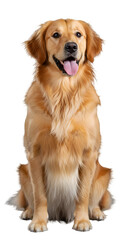 Obraz premium Cute Golden Retriever Dog Portrait Studio Shot With Transparent Background