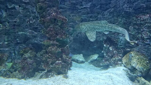 Zebra shark swimming near rocky aquarium wall in a controlled marine habitat