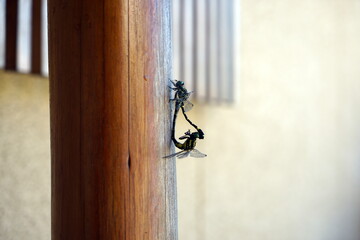 コオニヤンマ sieboldius albardae Selys