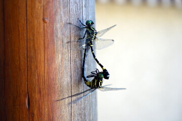 コオニヤンマ sieboldius albardae Selys