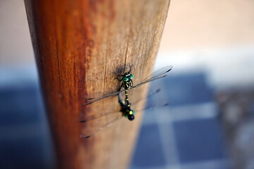 コオニヤンマ sieboldius albardae Selys