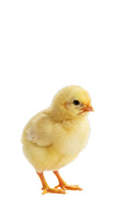 Obraz premium Cute Yellow Chick Animal Isolated Transparent Background Poultry Farm