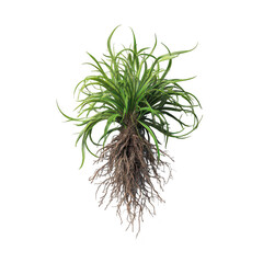 Lush, aerial plant with intricate roots