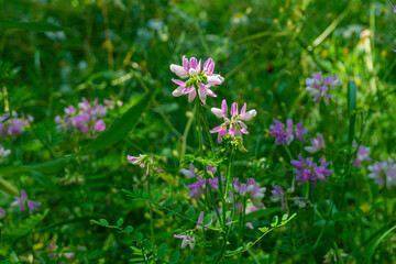 Delicate white flowers with purple tint are illuminated by sunlight in a meadow with bright green...