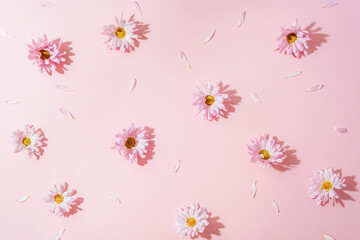 Scattered pink daisy flowers and petals on pastel background with light and shadows. Top view, flat lay