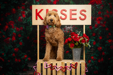 Golden Doodle Dog at Valentine’s Day Kissing Booth