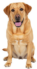 Cute Golden Labrador Retriever Smiling Pet Portrait On Transparent Background