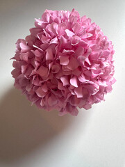 fiore di ortensia