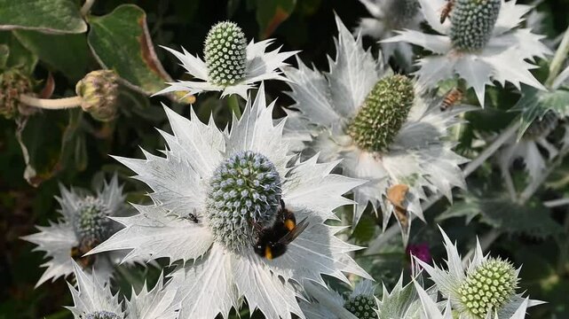 Fluffy bumble bee on flower