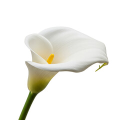 Elegant White Calla Lily Flower Transparent Background Floral Bloom