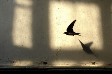 Swallow bird flying across sunlit wall, casting sharp shadow, minimalistic scene with soft natural light, peaceful and serene atmosphere, indoor setting, textured surface