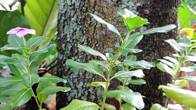 Footage video bunga Tapak Dara adalah tanaman hias perdu tahunan yang berasal dari Madagaskar dan banyak ditanam di daerah tropis seperti Indonesia. Nama latin Catharanthus roseus atau vinca. 