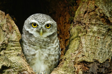 Close-up of a spotted owl (Athene brama) perched on the rim of a tree cavity. This owl has striking yellow eyes, a pointed beak, and beautifully patterned plumage         