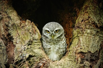 Close-up of a spotted owl (Athene brama) perched on the rim of a tree cavity. This owl has striking...