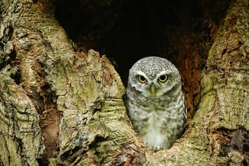 Close-up of a spotted owl (Athene brama) perched on the rim of a tree cavity. This owl has striking yellow eyes, a pointed beak, and beautifully patterned plumage         