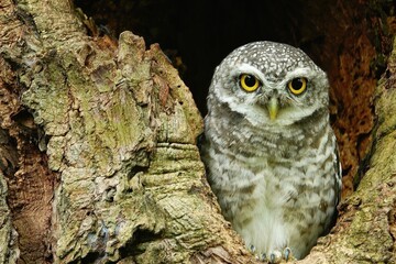 Close-up of a spotted owl (Athene brama) perched on the rim of a tree cavity. This owl has striking...