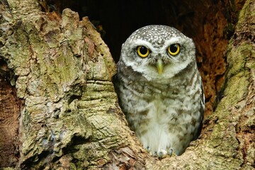 Close-up of a spotted owl (Athene brama) perched on the rim of a tree cavity. This owl has striking...