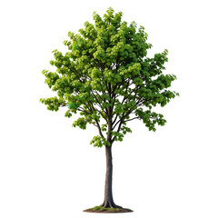 Fototapeta premium Lush Green Tree with Vibrant Foliage Against a Clear Blue Sky