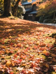 Kyoto's Autumn Leaves, Japan