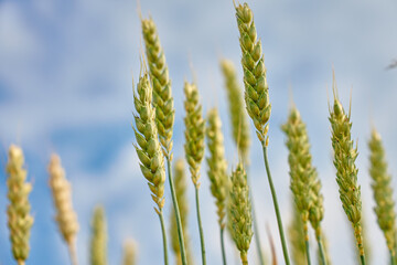 Low angle view of wheat ears growing under bright summer sky. Concept of natural agriculture and...