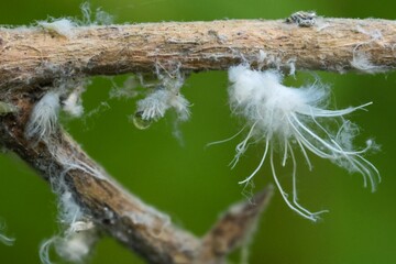 Aphid Prociphilus xylostei on honeysuckle