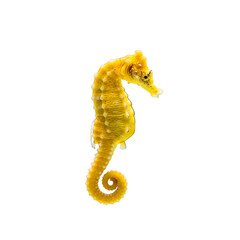 Naklejka premium Yellow Seahorse: Stunning Underwater Creature Photography