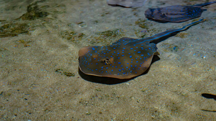 Blue spotted stingray swimming at the bottom of an aquarium in Jakarta, Indonesia