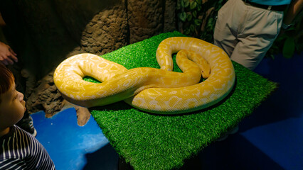 A boy is closely observing an Albino Burmese Python in the Synthetic Grass at the Jakarta Aquarium,...