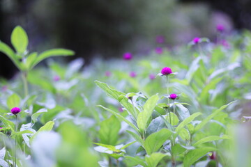 かわいい千日紅のピンクの花