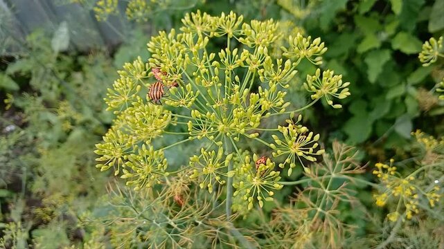 Close-up view of striped beetles sitting on blooming dill in a lush summer garden. Natural organic farming scene with green foliage and insects.
