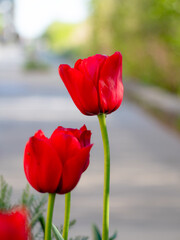 Obraz premium Red tulips bloom vibrantly along the modern streets of Ørestad Syd, Copenhagen—capturing the serene fusion of urban architecture and spring flora.