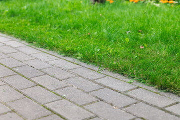 Green grass texture background for sports fields such as golf clubs or landscaping. Green grass...