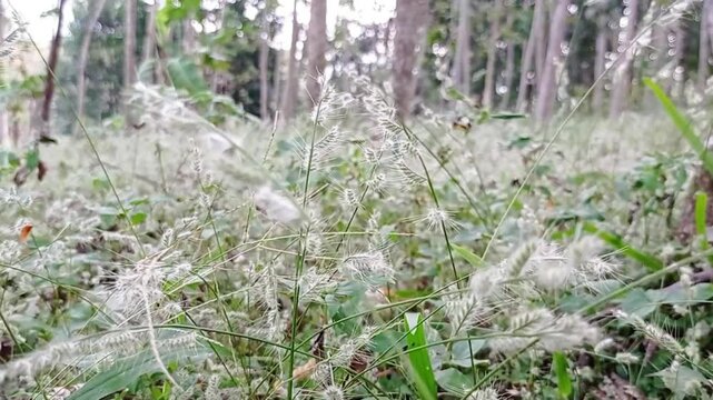Footage video rumput atau alang-alang (Imperata cylindrica), sejenis rumput liar yang sering ditemukan dan dikenal sebagai gulma di lahan pertanian, namun juga memiliki peran penting