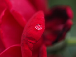 花びらの雫をマクロ撮影しました
