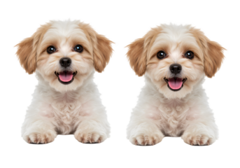 Isolated Image Of Two Cute Small Puppy Portraits White Background