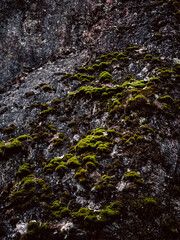 Detailed view of vibrant moss covering rock surfaces