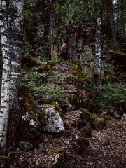 Lush summer forest in Karelia, Russia