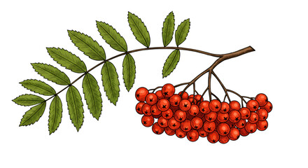 Illustration Rowan Berries with Red Berries and Green Leaves Isolated
