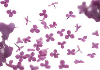 Isolated Lilac Floral Transparent Purple Flower Background for Spring Design