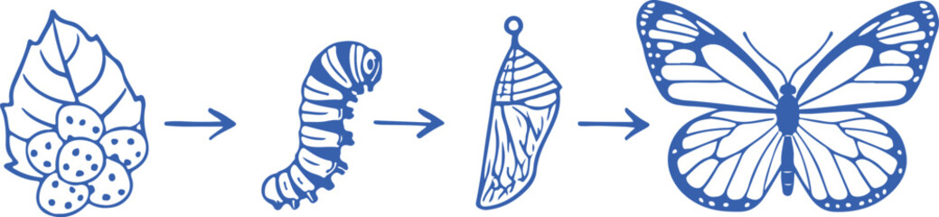 Butterfly life cycle stages caterpillar chrysalis