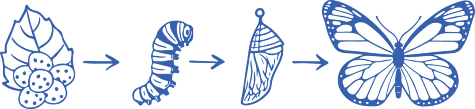 Butterfly life cycle stages caterpillar chrysalis