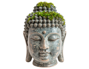 Ancient weathered Buddha head statue with green moss growing on carved curls, symbolizing peace and mindfulness