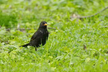 a blackbird on the meadow, a blackbird between blades of grass looks into the camera, a blackbird looks curiously, Turdus merula