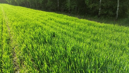 Fototapeta premium Organic crop field with young green seedlings