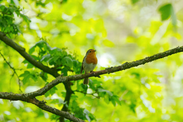 Chirping robin on a branch surrounded by green background, robin on a branch with beautiful bokeh, red-breasted songbird surrounded by green leaves, cute Erithacus rubecula, light balls 