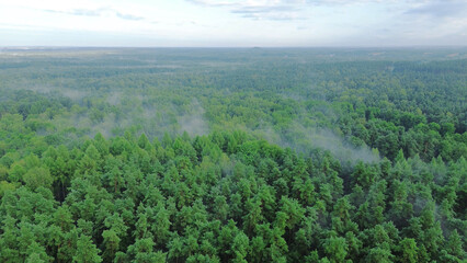 Obraz premium Serene view of misty woodland canopy