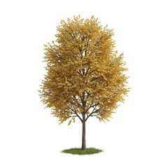Fototapeta premium Isolated Autumn Tree with Yellow Leaves Transparent Background Illustration