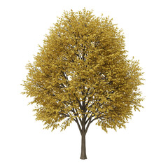 Fototapeta premium Isolated Autumn Tree with Yellow Leaves on Transparent Background